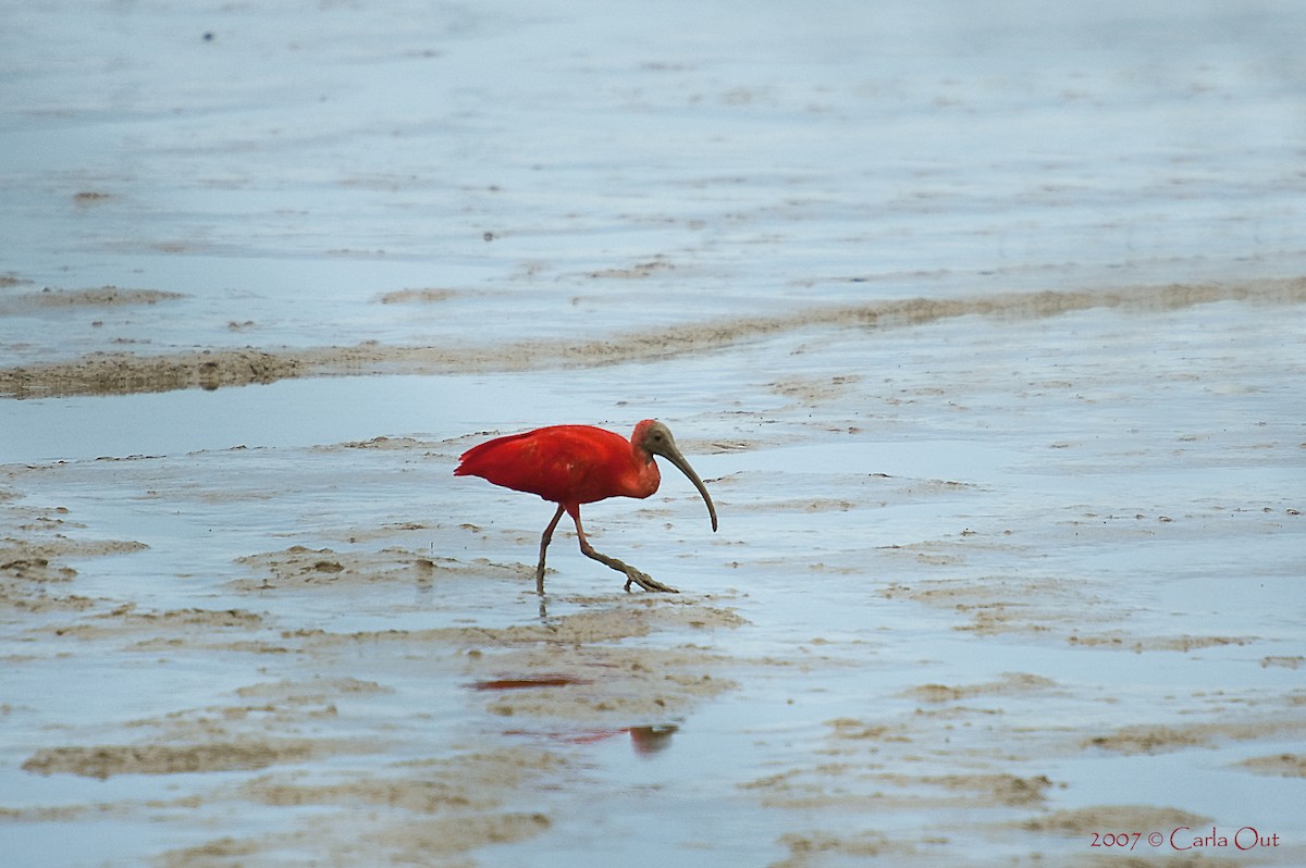Ibis scarlatto - ML642346018