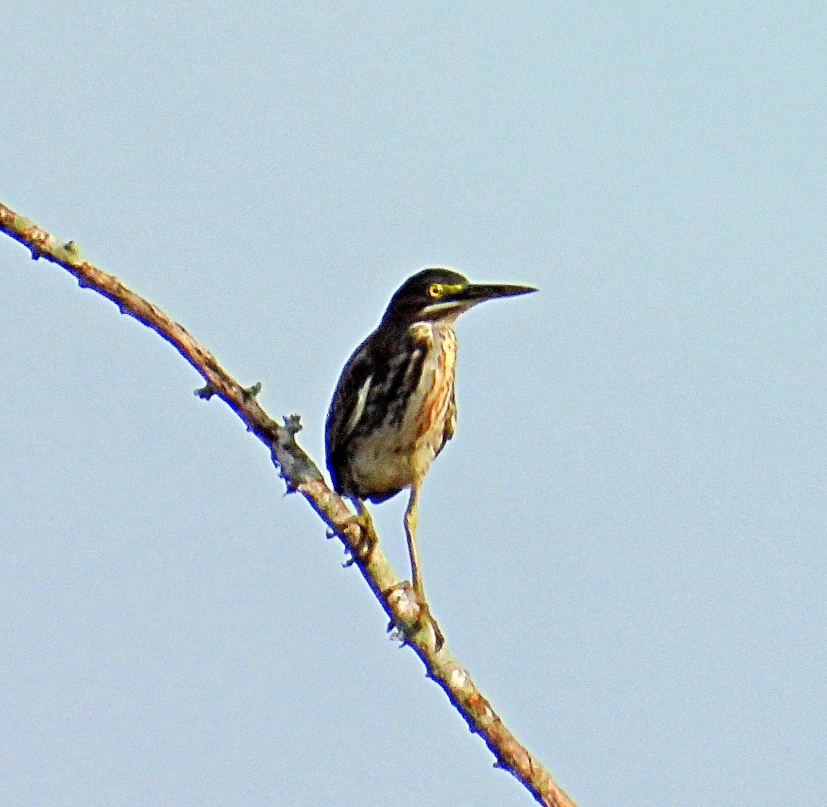 Green Heron - ML642346020