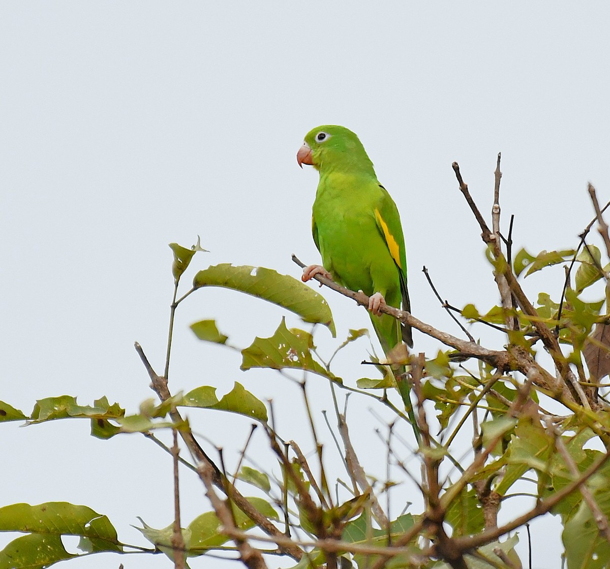 Yellow-chevroned Parakeet - ML642346024