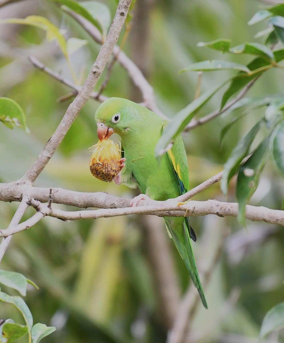 Yellow-chevroned Parakeet - ML642346025