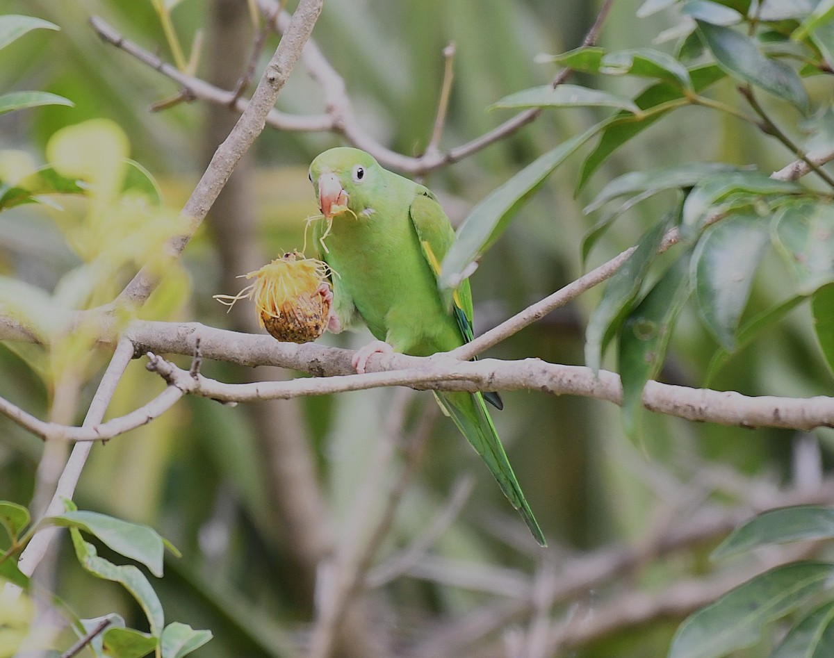 Yellow-chevroned Parakeet - ML642346026