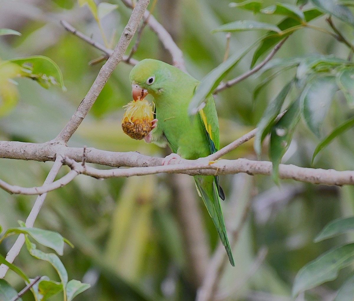 Yellow-chevroned Parakeet - ML642346027