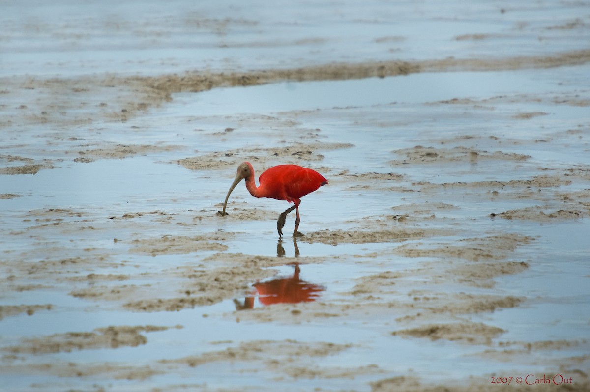 Ibis scarlatto - ML642346035