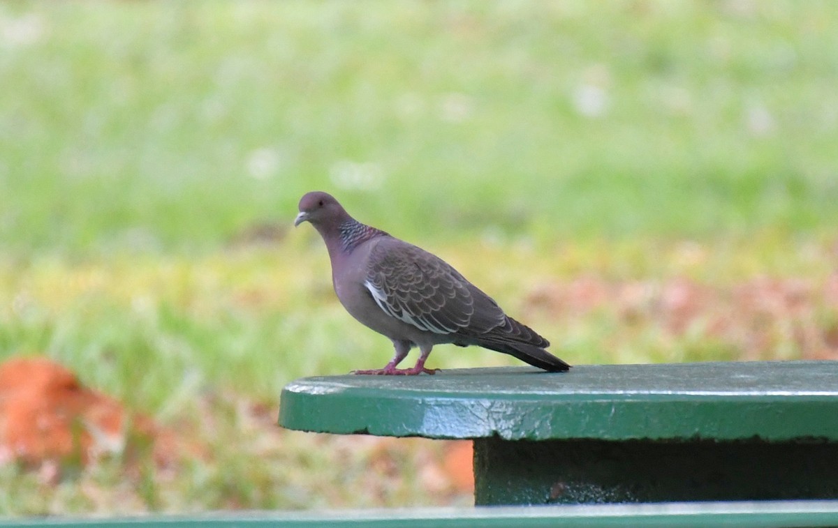 Picazuro Pigeon - ML642346037