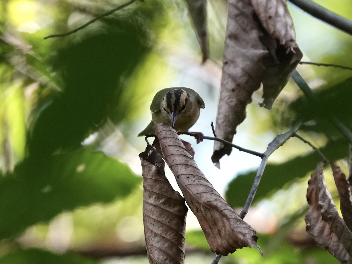 Worm-eating Warbler - ML642346041