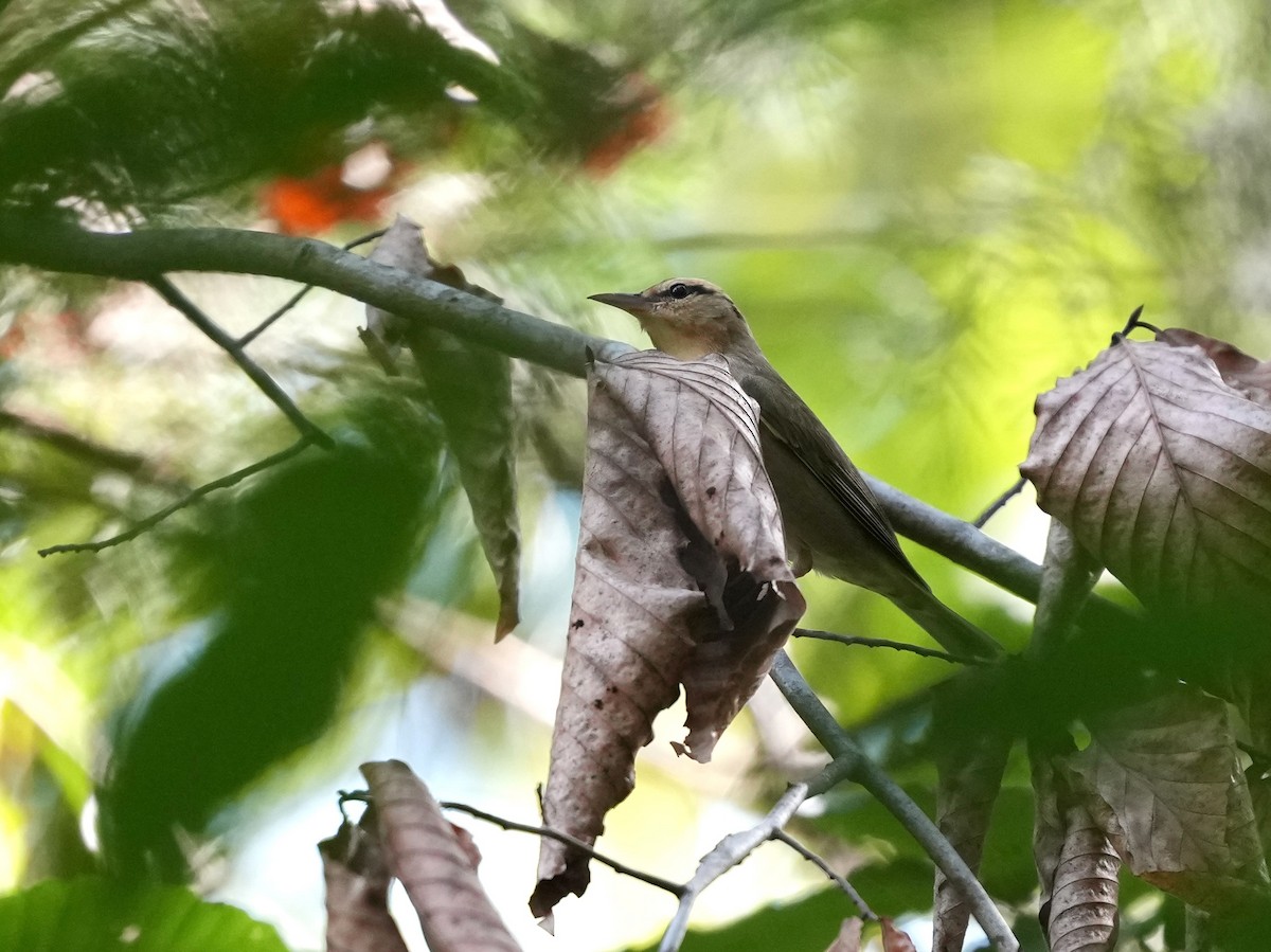 Worm-eating Warbler - ML642346042