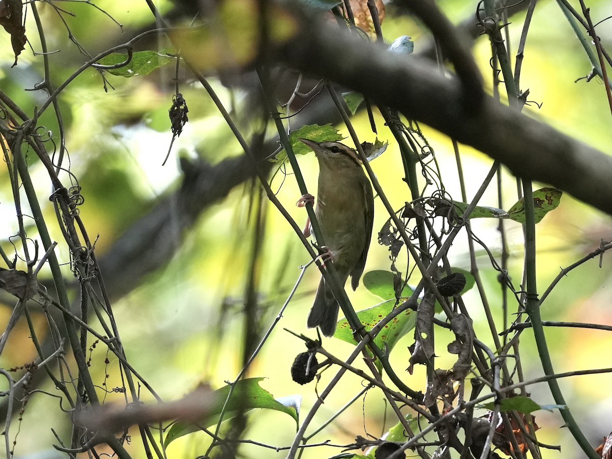 Worm-eating Warbler - ML642346043
