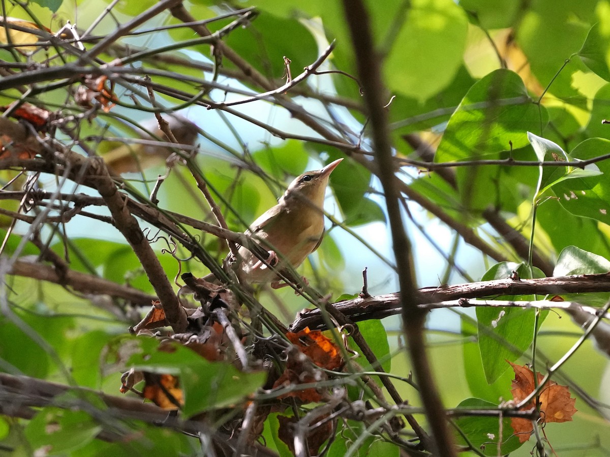 Worm-eating Warbler - ML642346044