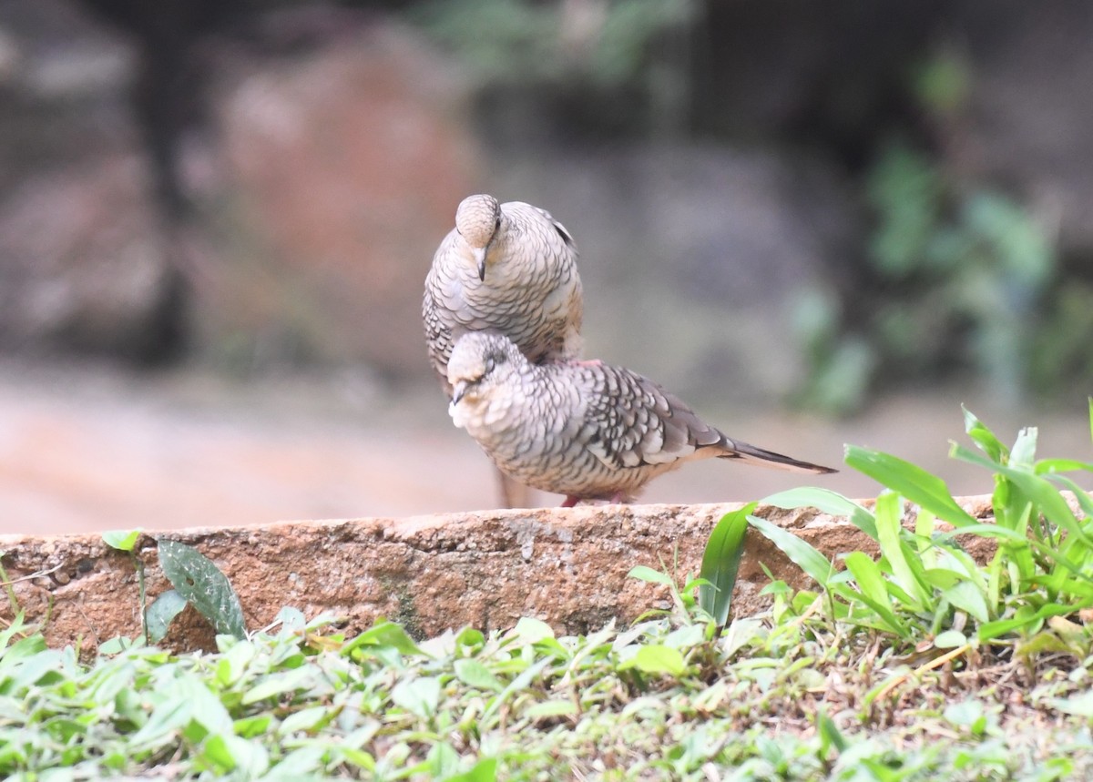 Scaled Dove - ML642346047