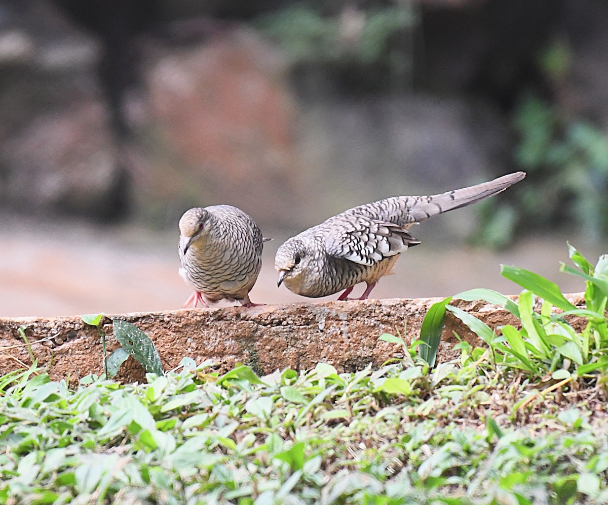 Scaled Dove - ML642346048