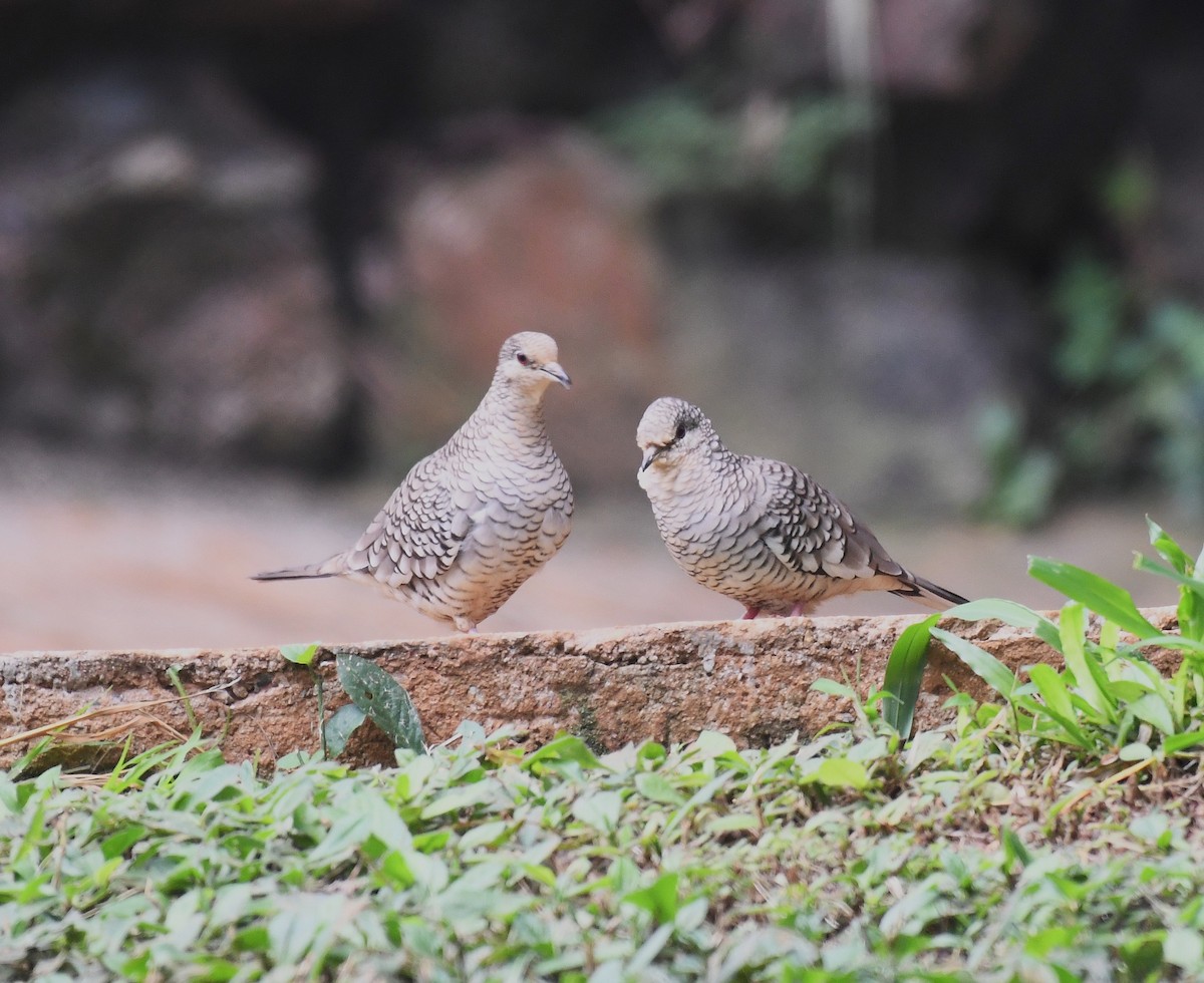 Scaled Dove - ML642346049