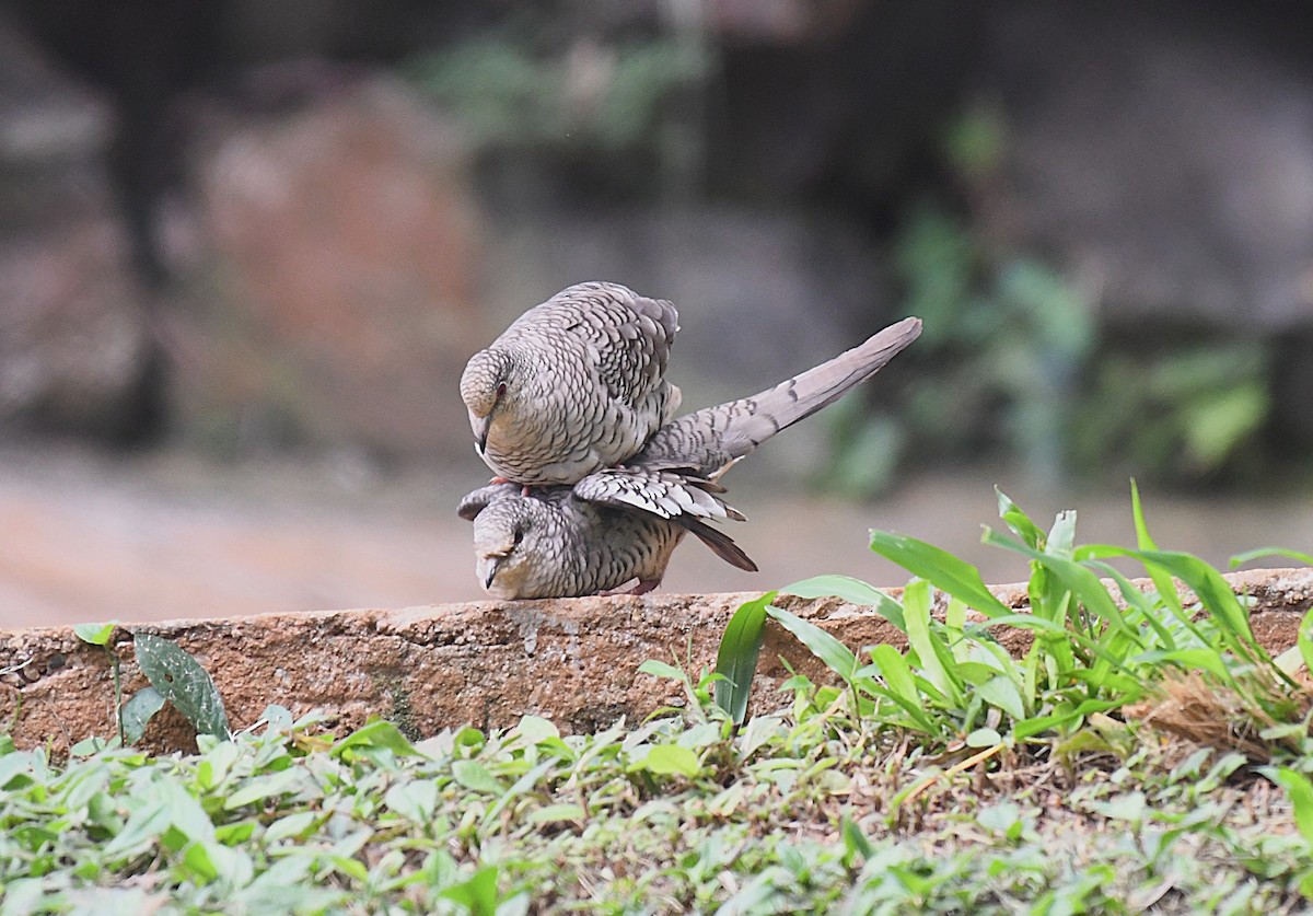 Scaled Dove - ML642346050