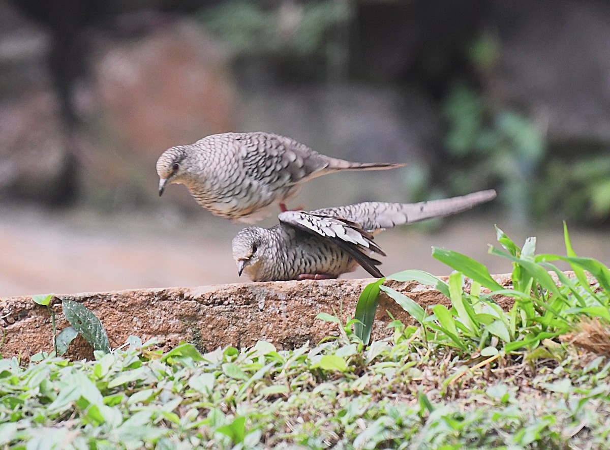 Scaled Dove - ML642346051