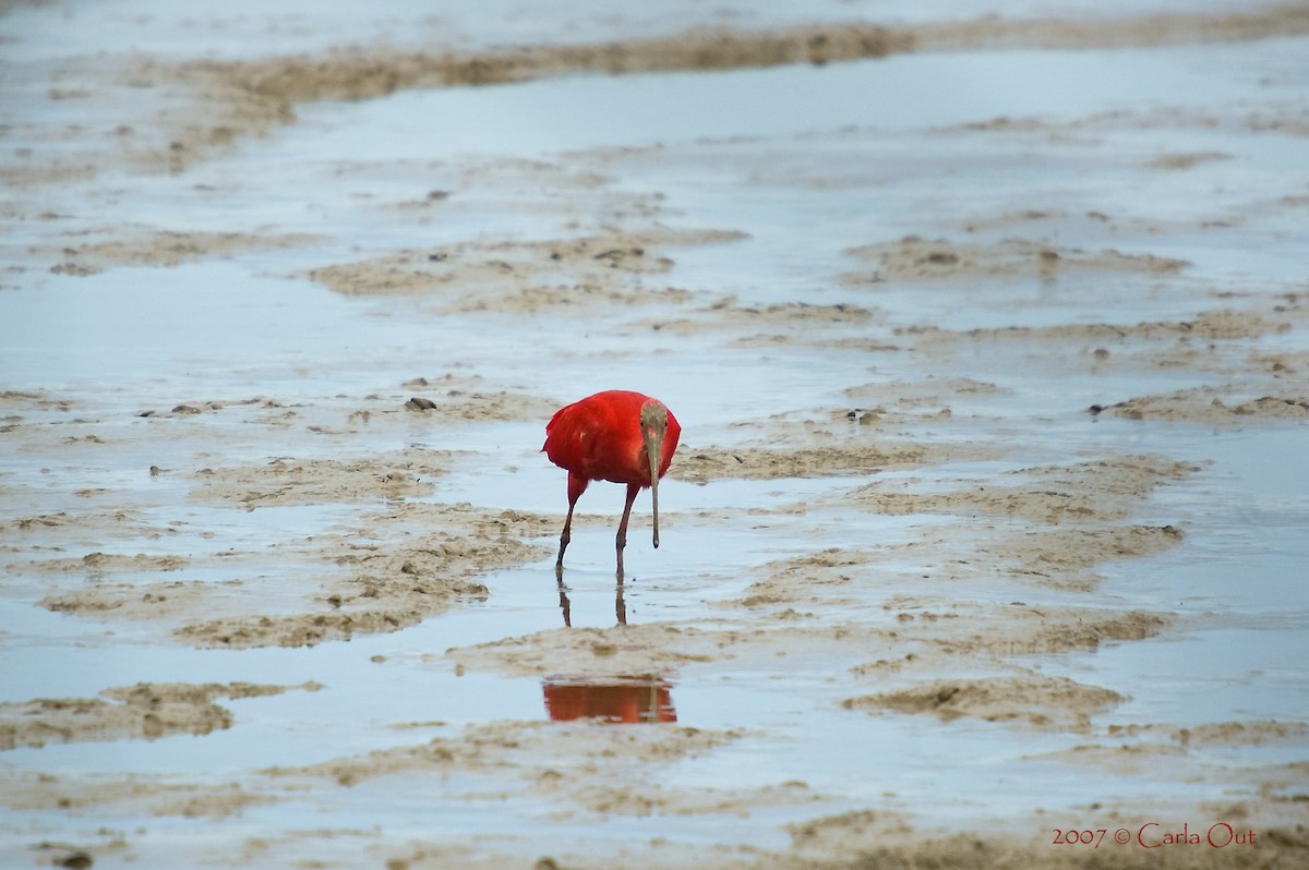 Ibis scarlatto - ML642346060