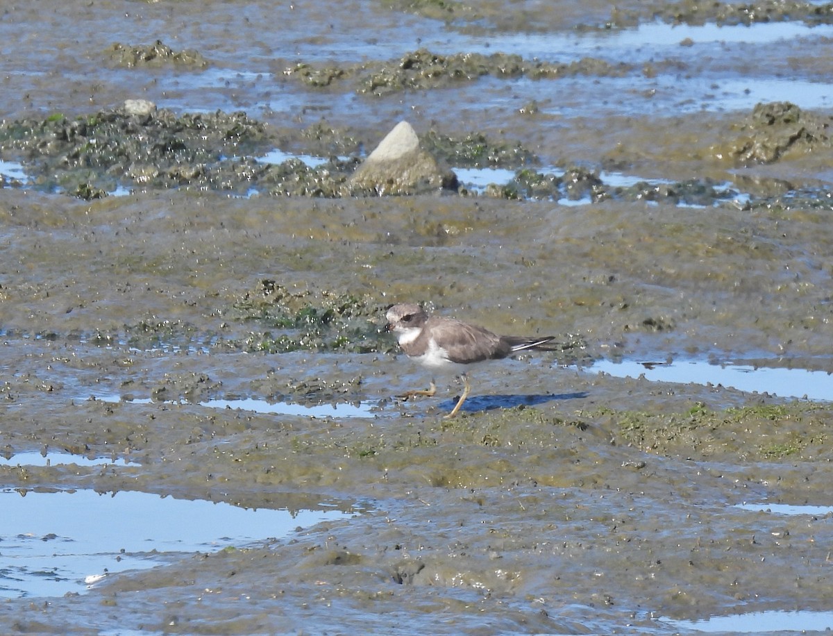 Semipalmated Plover - ML642346061