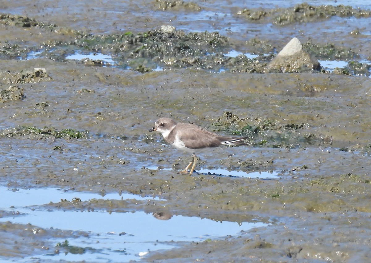 Semipalmated Plover - ML642346062