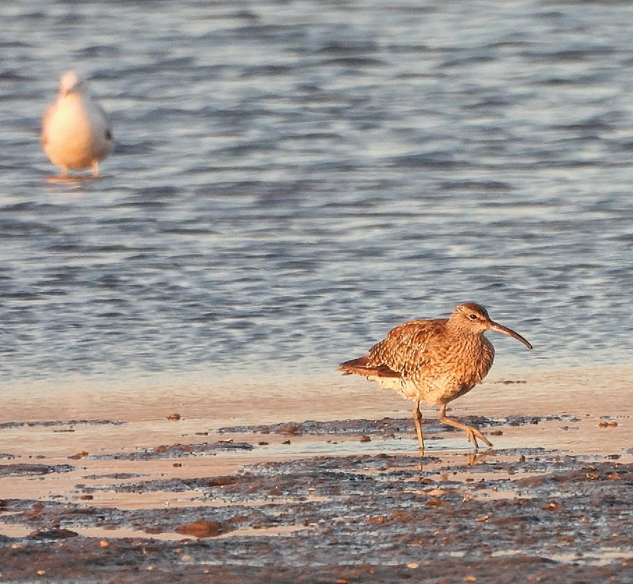 Whimbrel - ML642346074