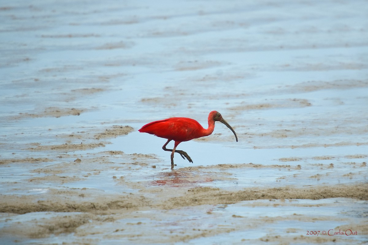 Ibis scarlatto - ML642346075