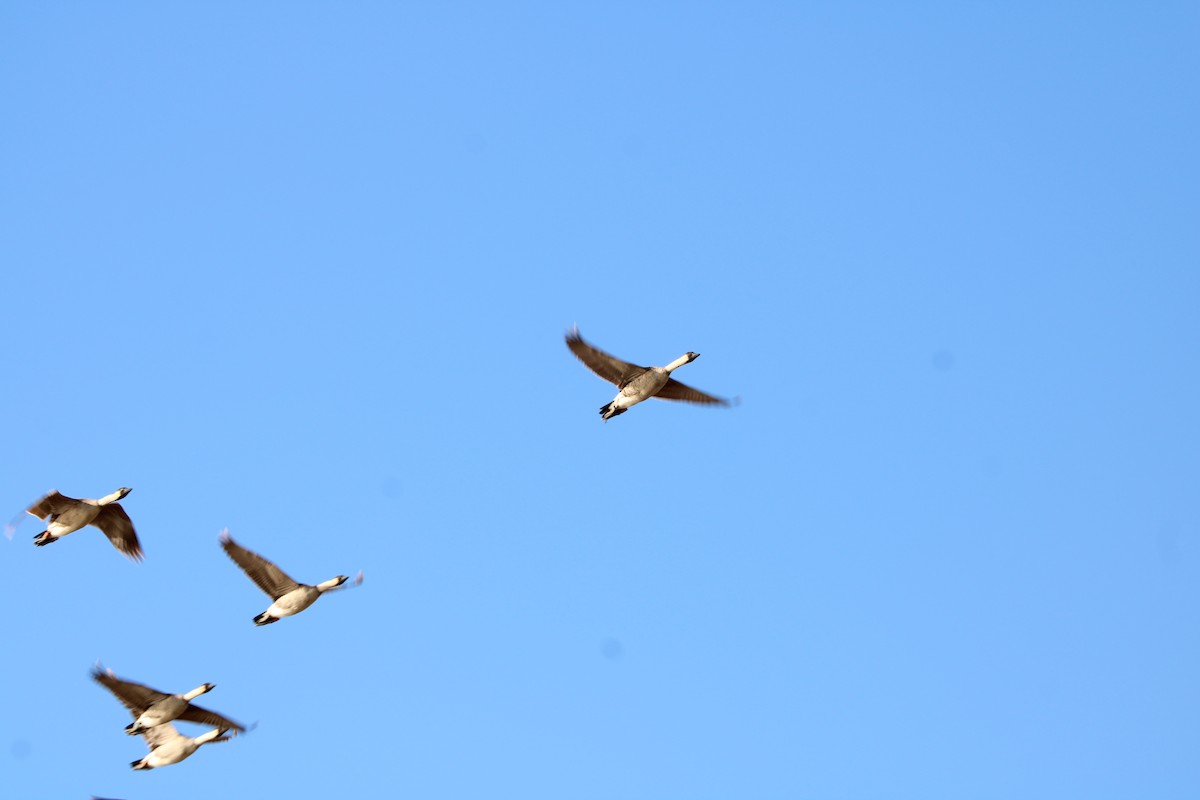 Hawaiian Goose - ML642346139