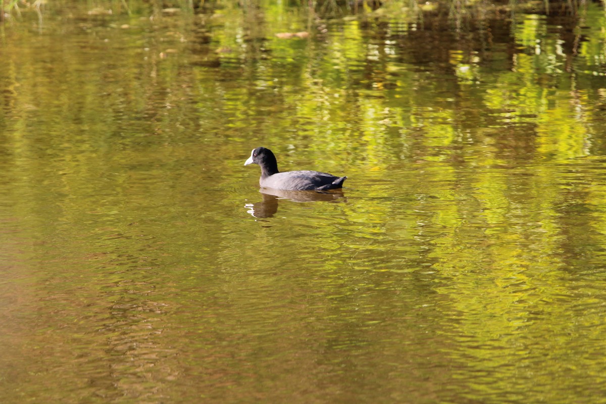 Hawaiian Coot - ML642346153
