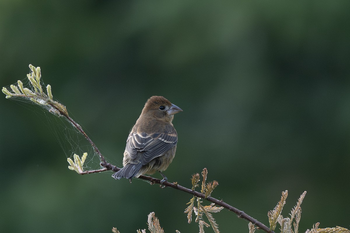 Blue Grosbeak - ML642346154