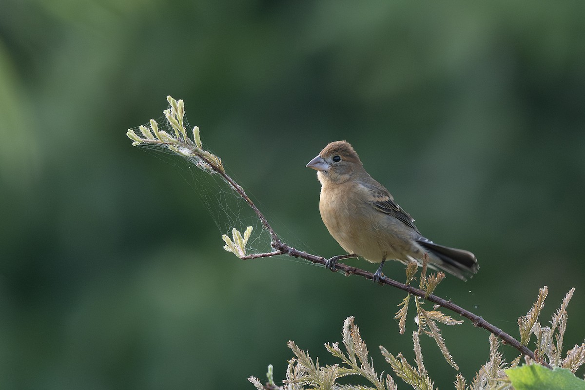Blue Grosbeak - ML642346155