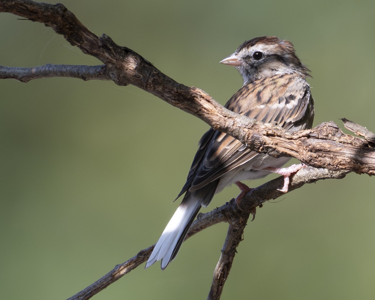 Chipping Sparrow - ML642346162