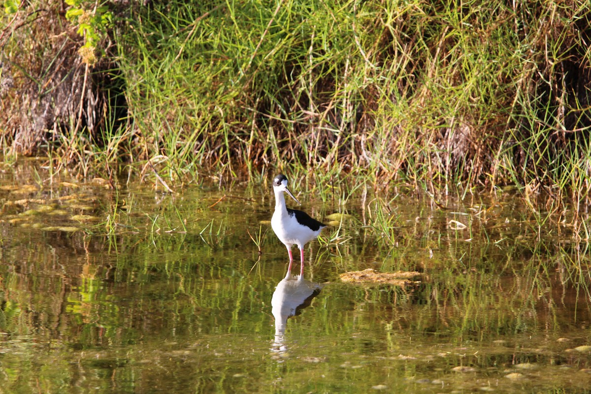 Black-necked Stilt (Hawaiian) - ML642346172