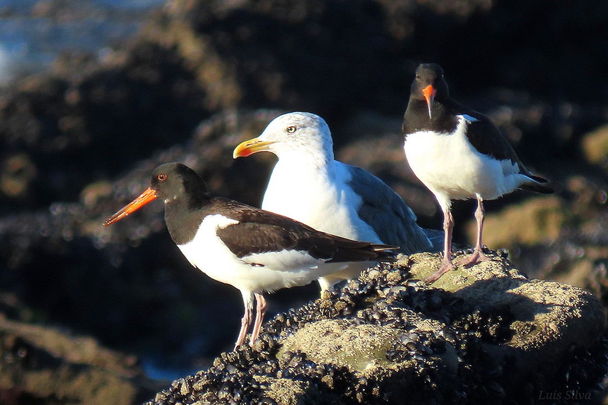 Eurasian Oystercatcher - ML642346180