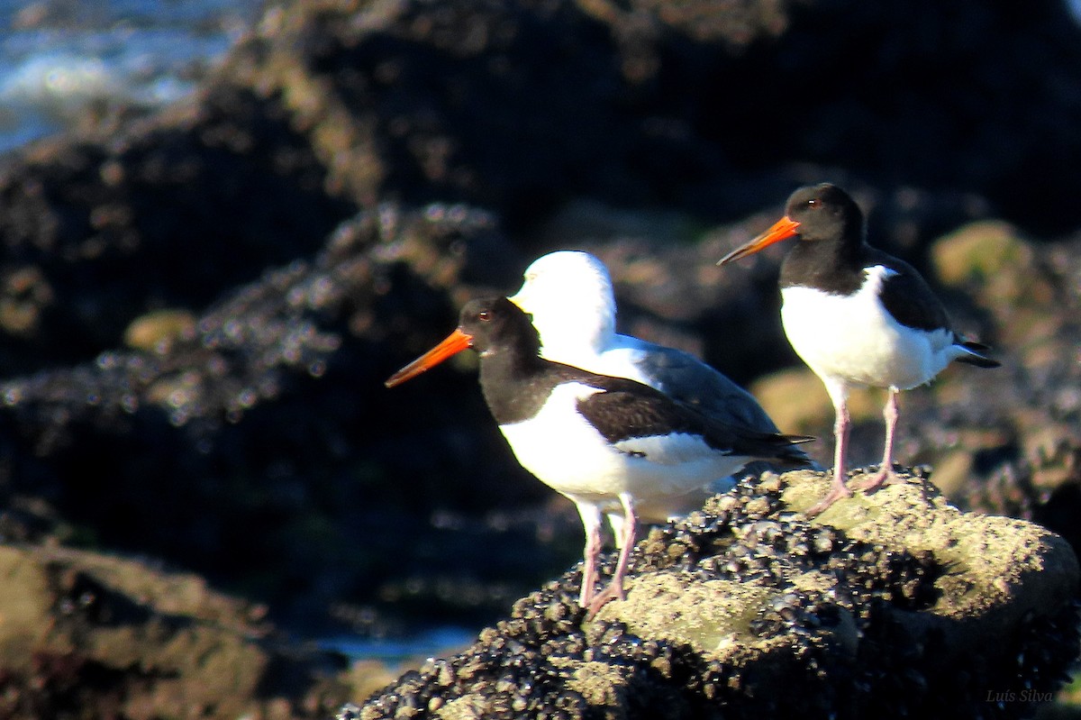 Eurasian Oystercatcher - ML642346182