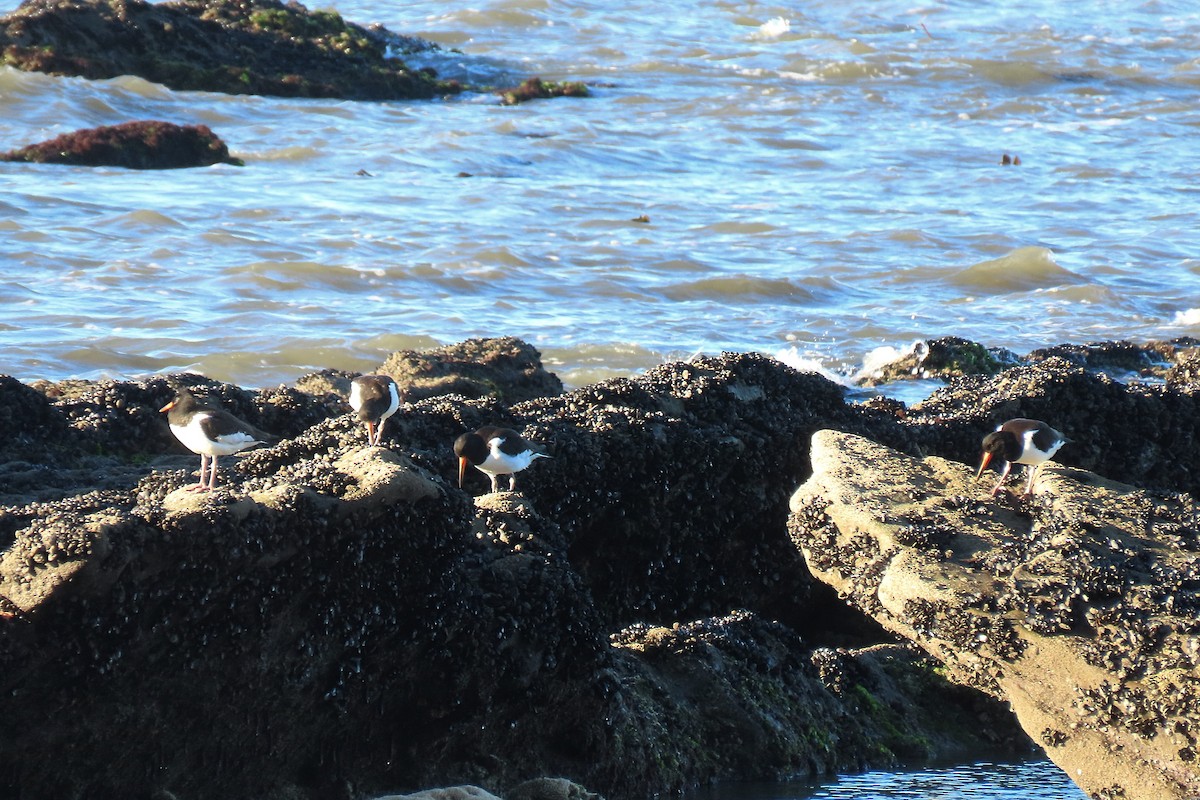 Eurasian Oystercatcher - ML642346183