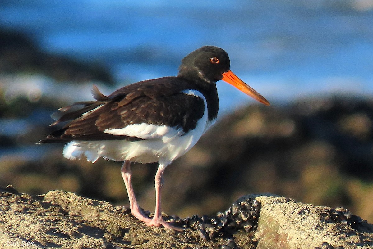 Eurasian Oystercatcher - ML642346184