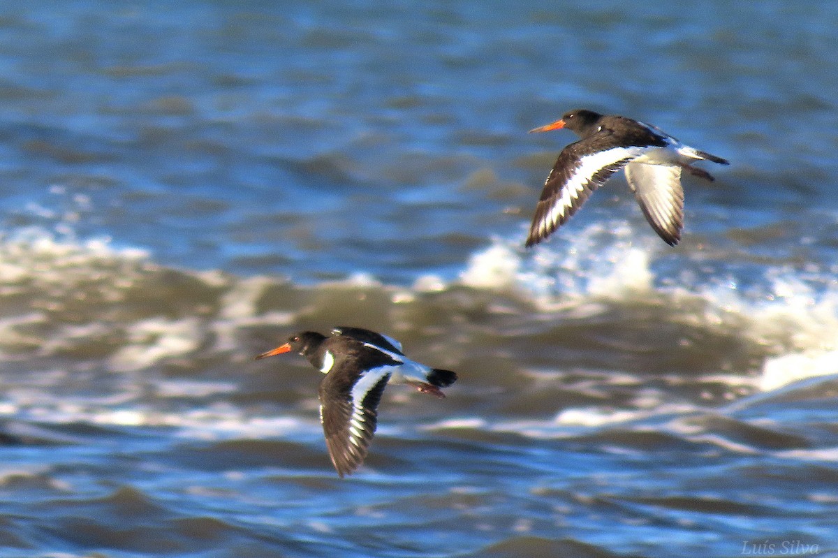 Eurasian Oystercatcher - ML642346185