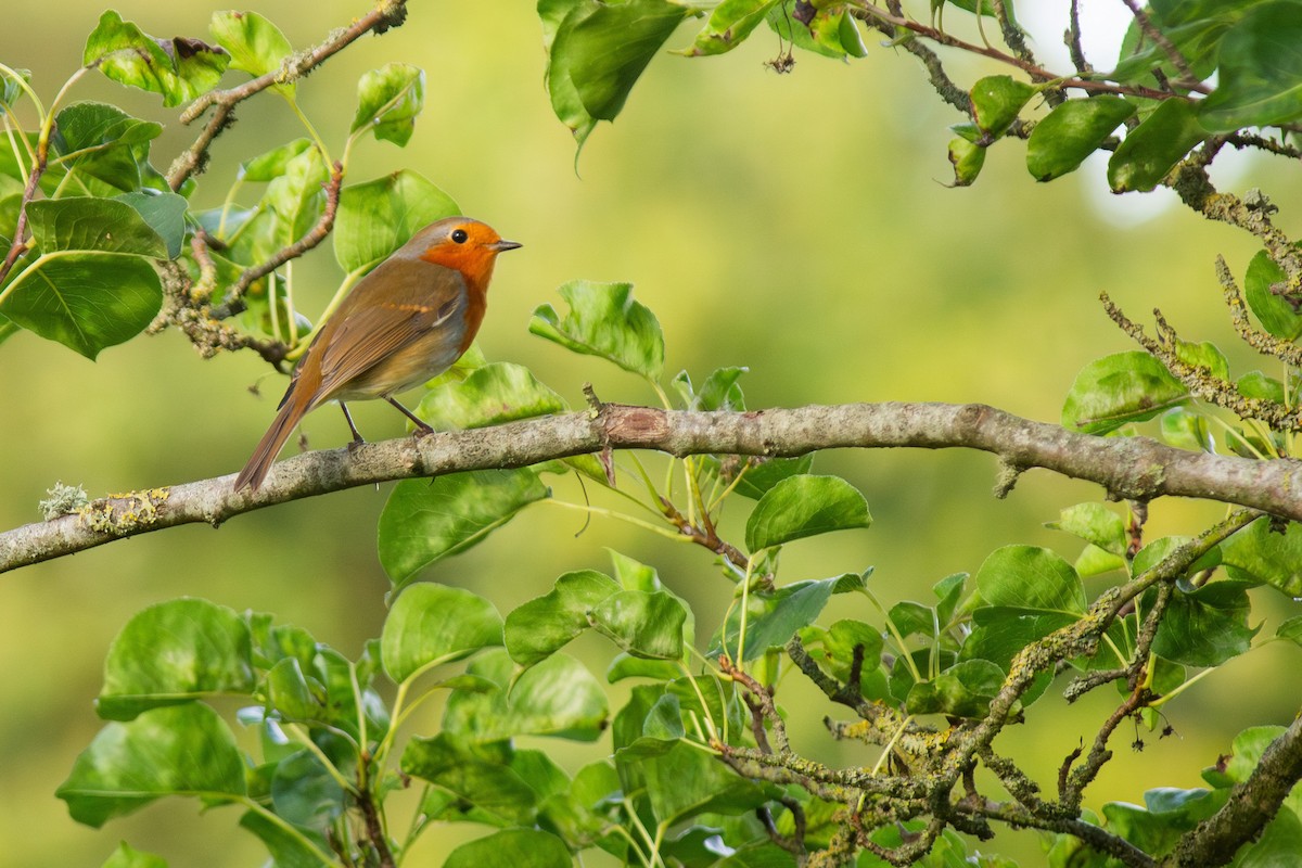 European Robin - ML642346189