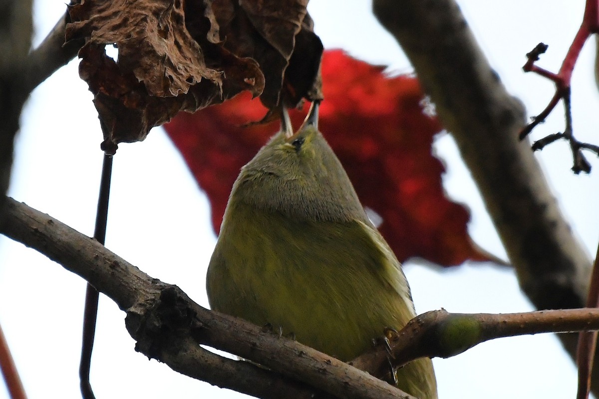 Orange-crowned Warbler - ML642346201