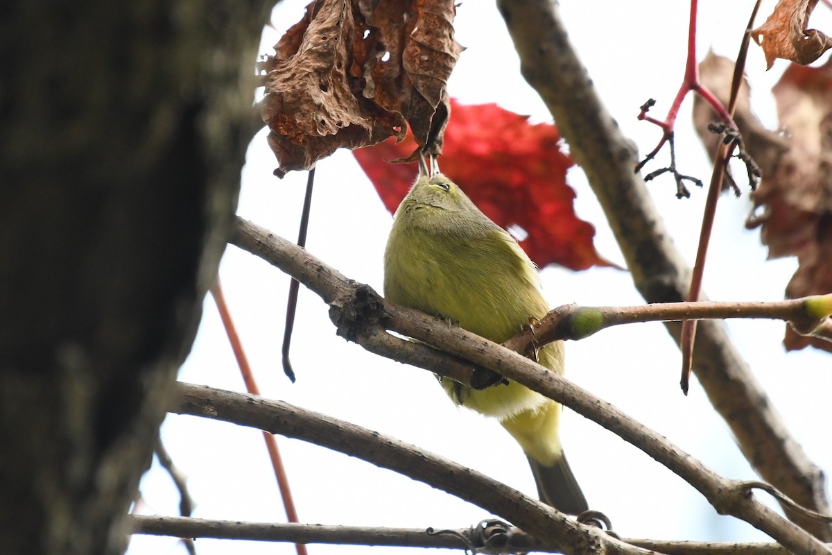 Orange-crowned Warbler - ML642346202