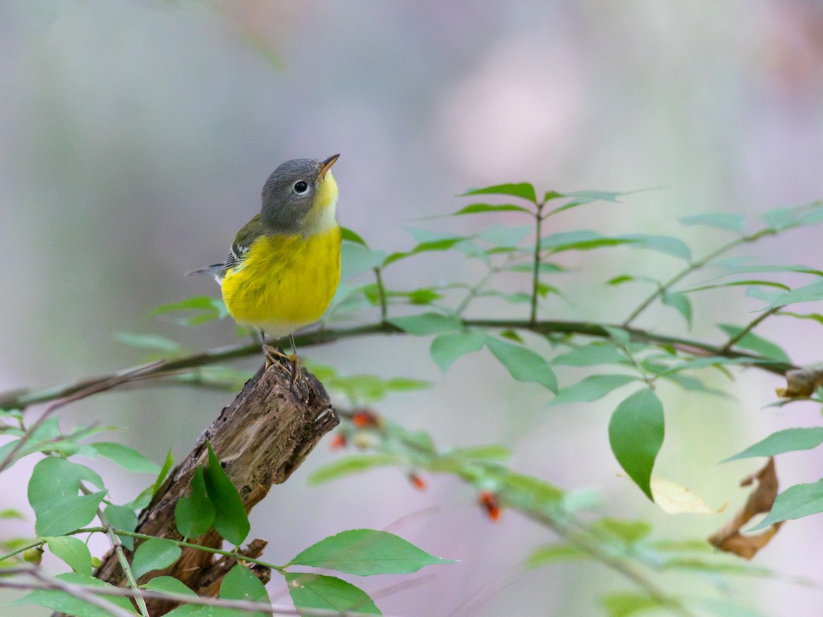 Magnolia Warbler - ML642346206