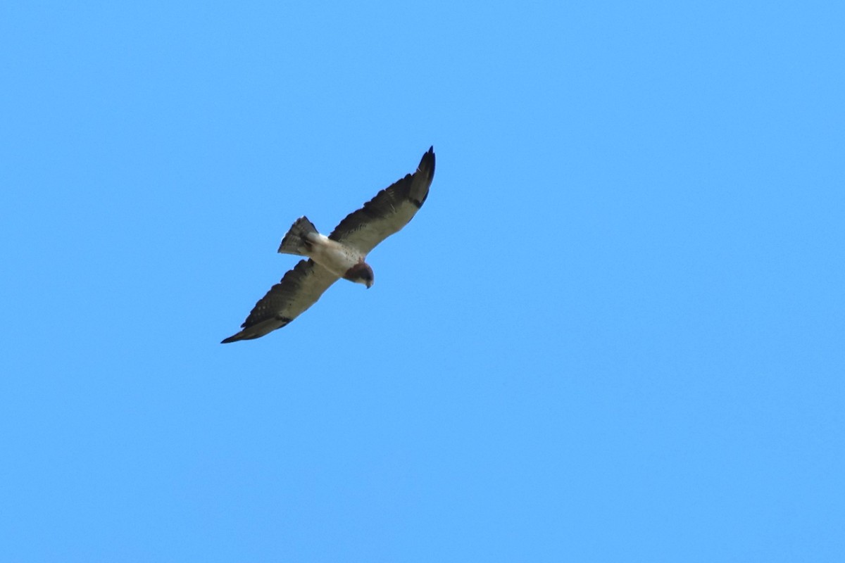 Swainson's Hawk - ML642346209