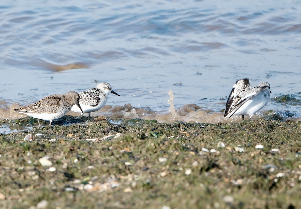 Sanderling - ML642346234