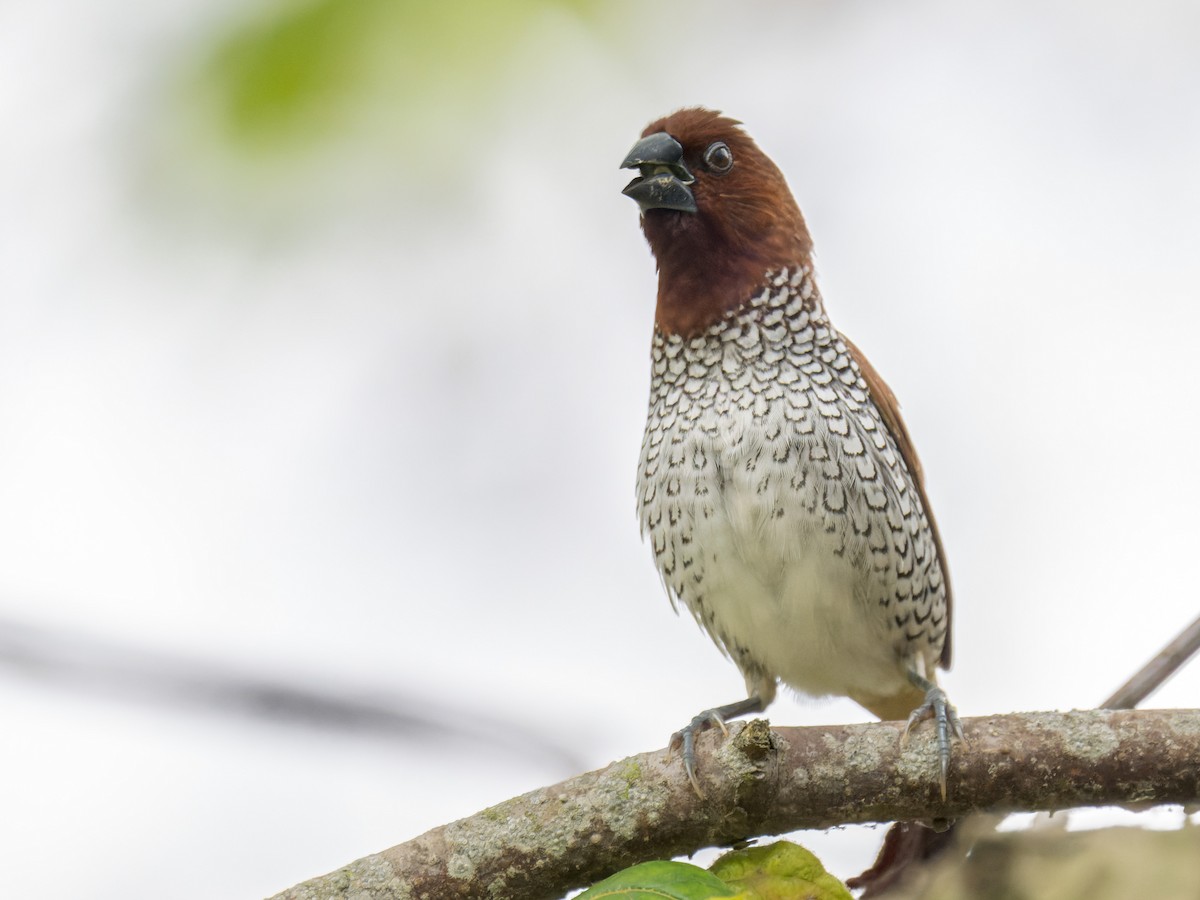 Scaly-breasted Munia - ML642346235