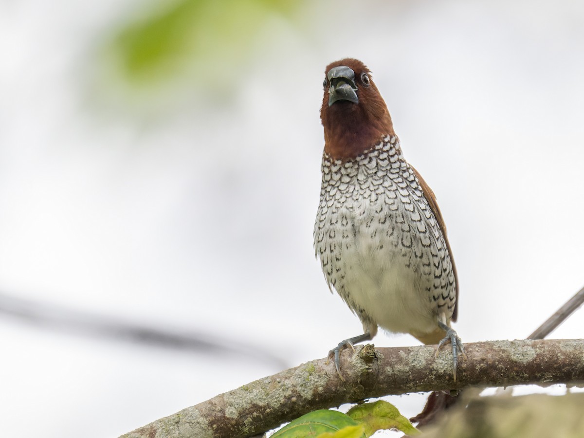 Scaly-breasted Munia - ML642346236