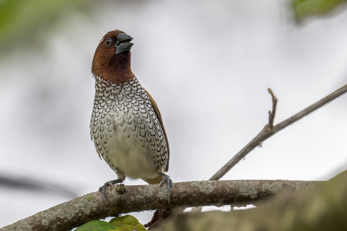 Scaly-breasted Munia - ML642346237