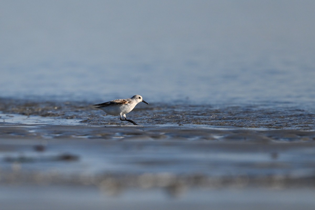 Sanderling - ML642346250