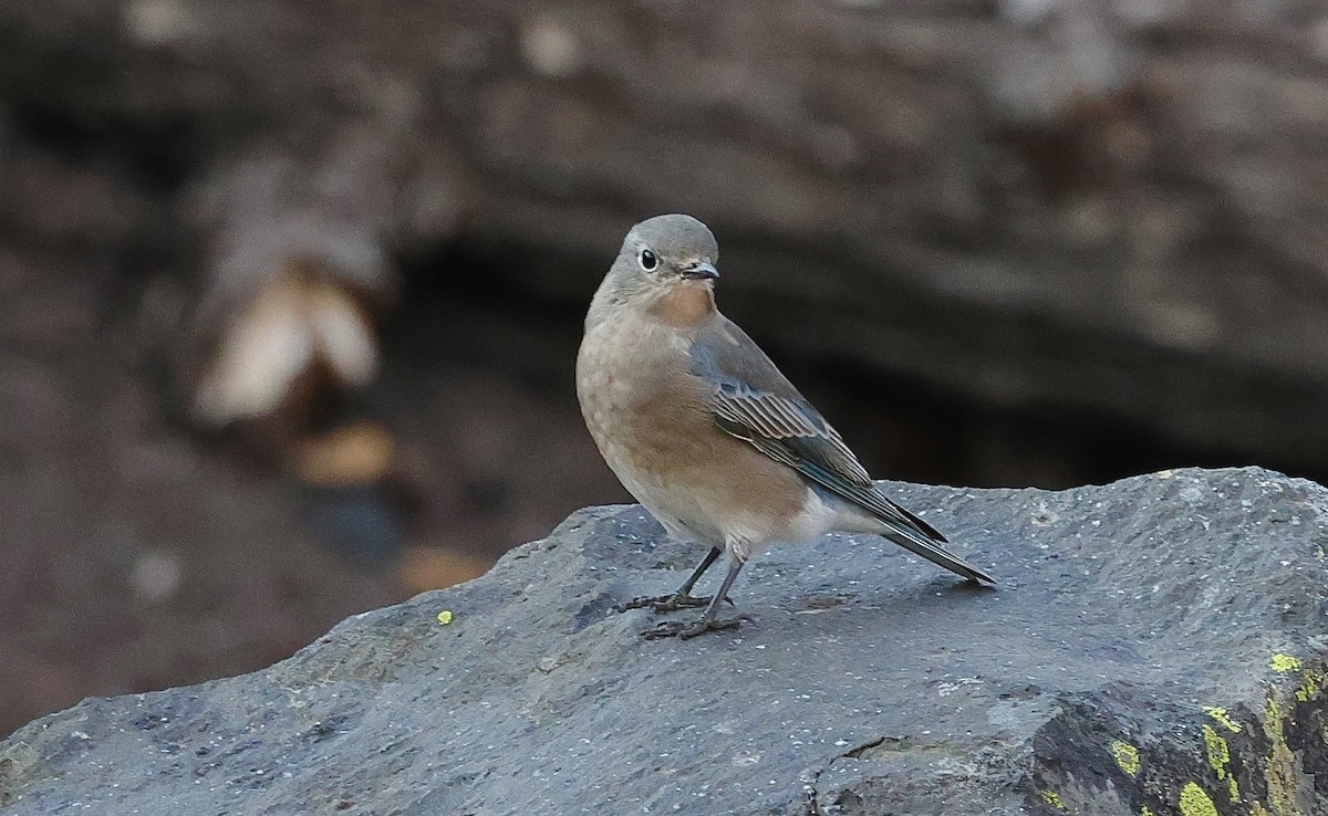 Mountain Bluebird - ML642346284