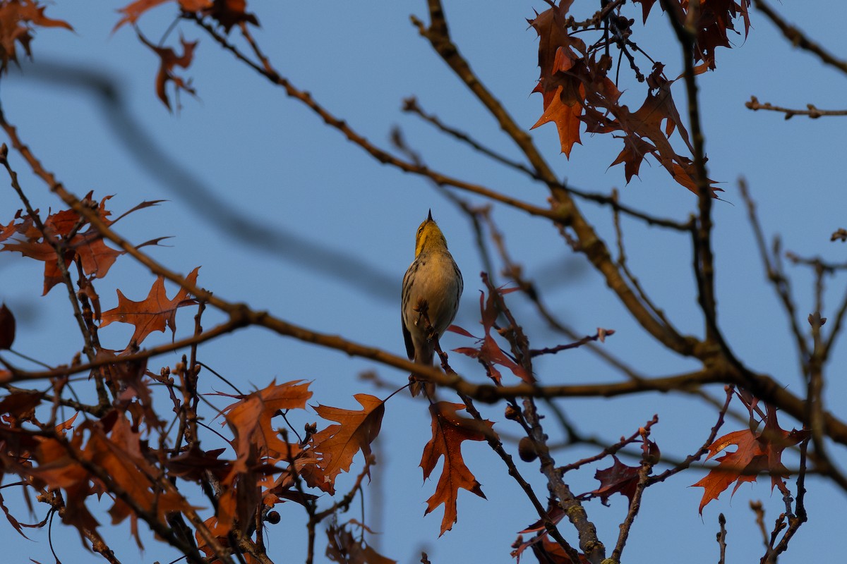 Black-throated Green Warbler - ML642346291