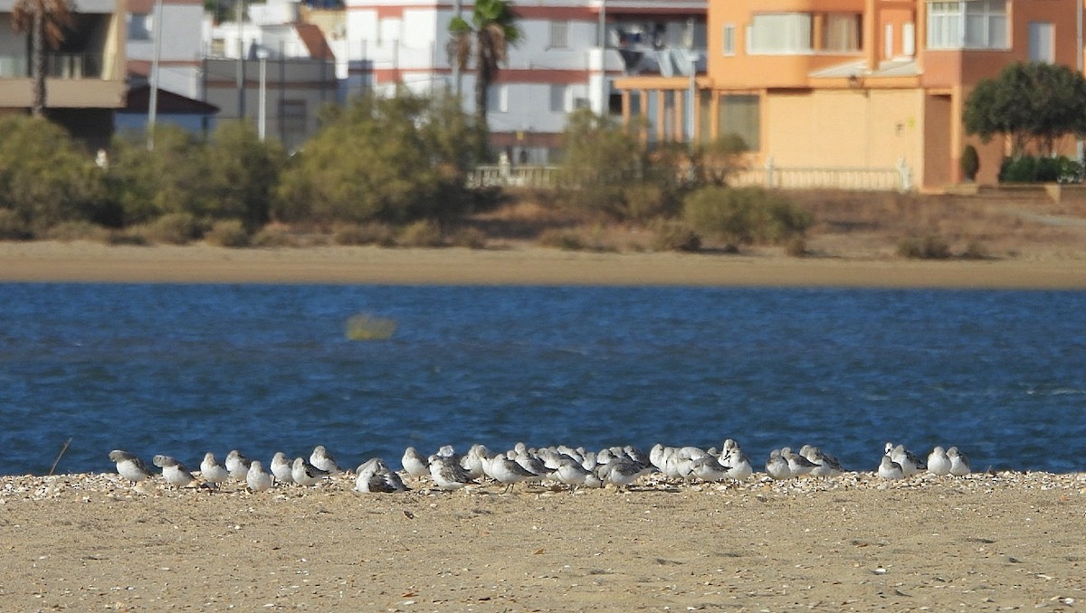 Sanderling - ML642346294