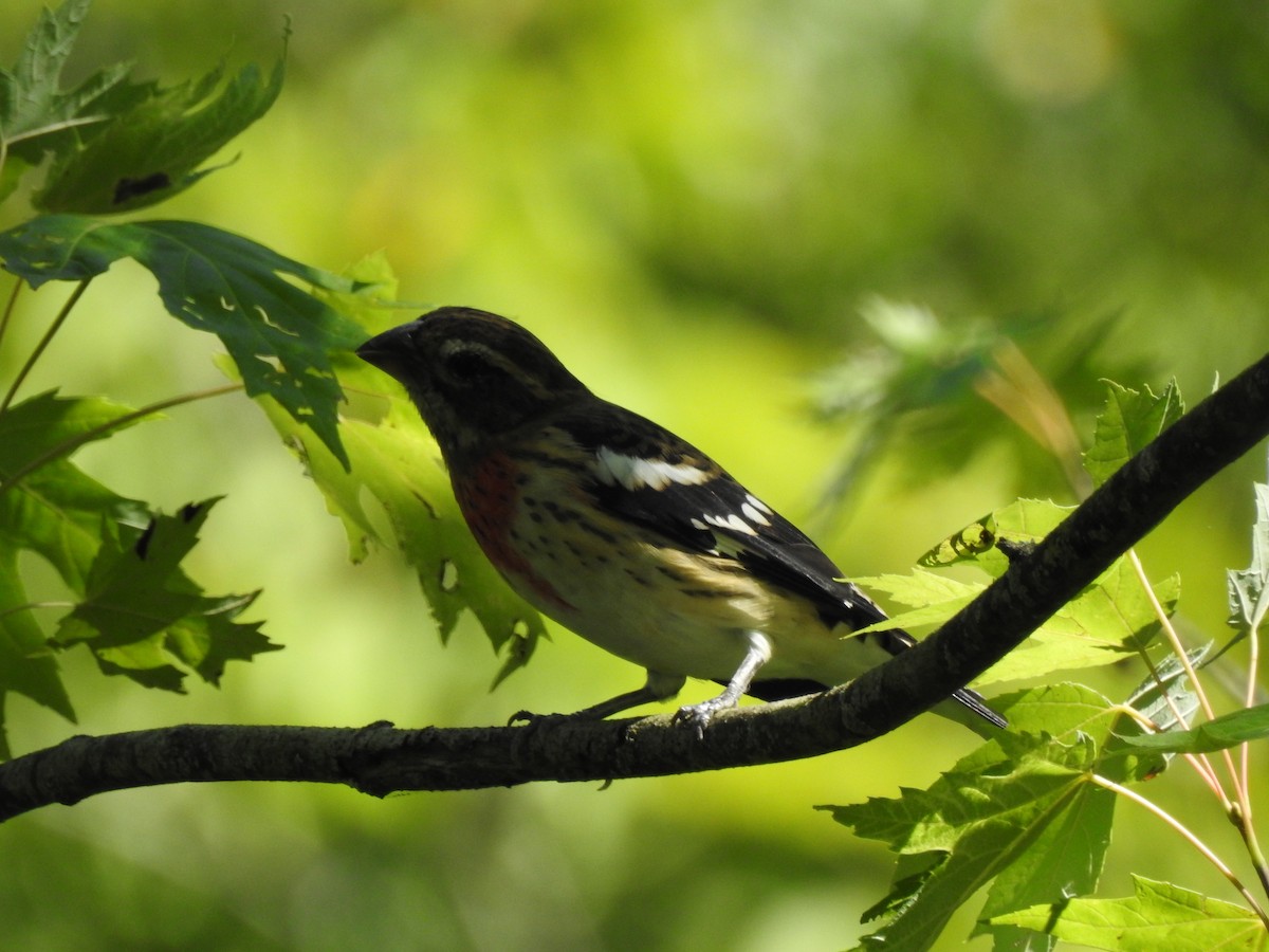 Rose-breasted Grosbeak - ML642346311