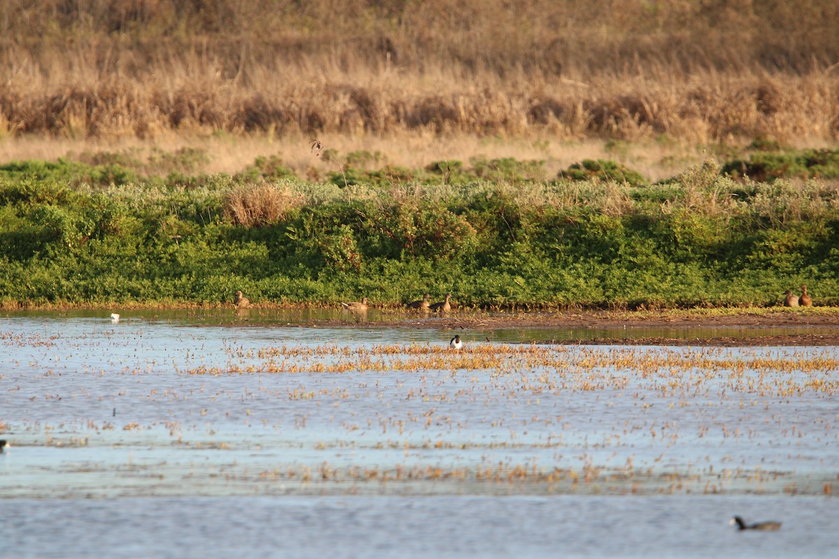 Hawaiian Duck - ML642346315