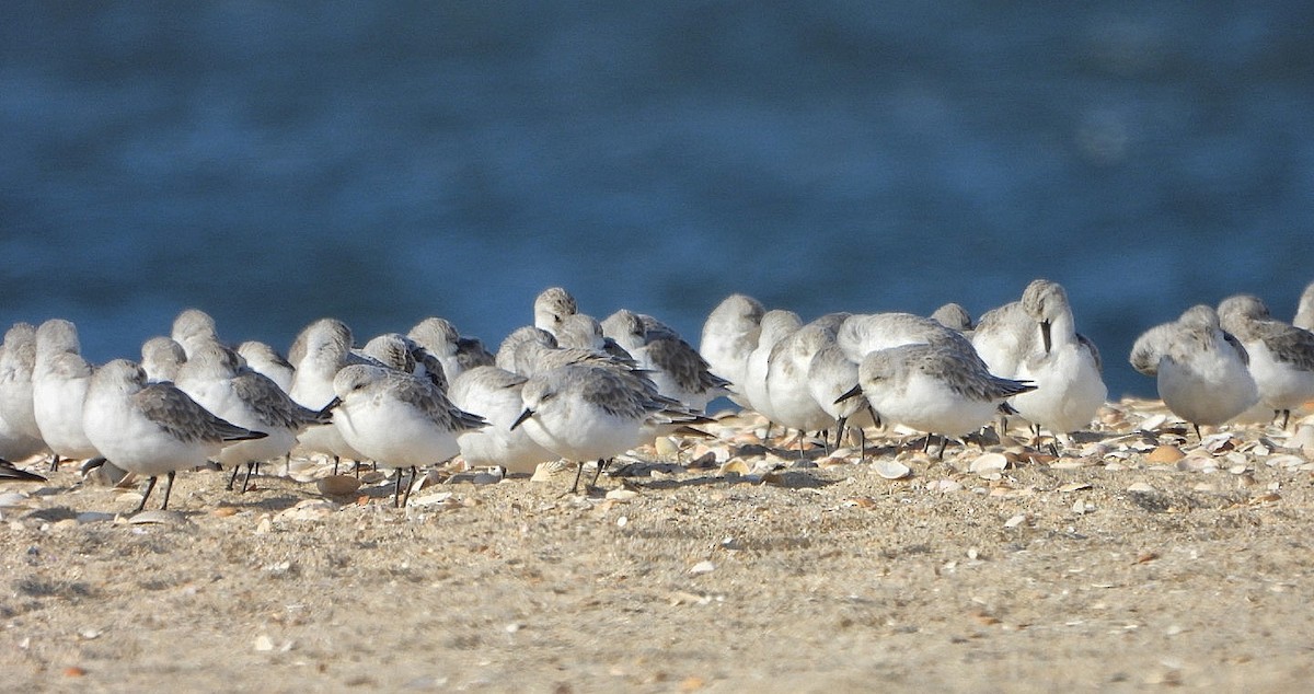 Sanderling - ML642346316