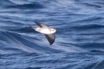 White-faced Storm-Petrel - ML642346317